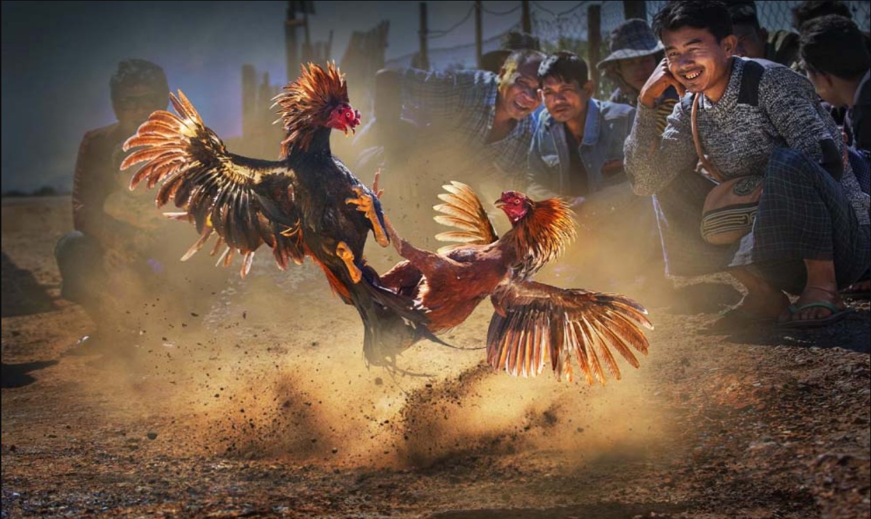 Nên áp dụng các mẹo một cách hợp lý khi chơi đá gà cựa dao