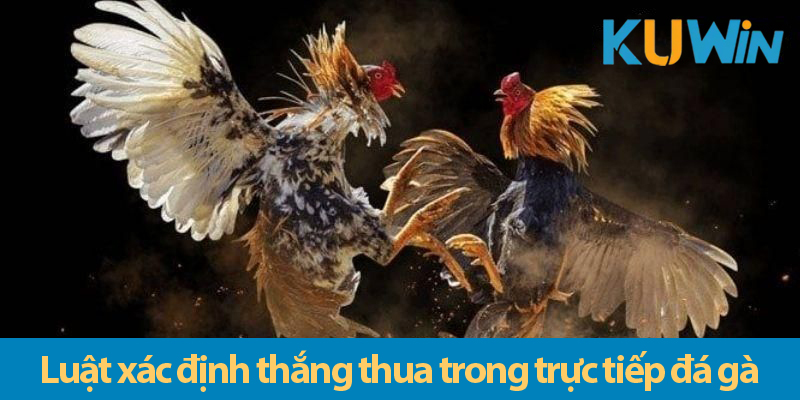 Đá gà cựa dao truc tiep: Trải nghiệm cá cược đầy kịch tính và cơ hội phát tài