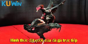 Đá gà trực tuyến – Hướng dẫn chi tiết cách chơi trên các nền tảng online